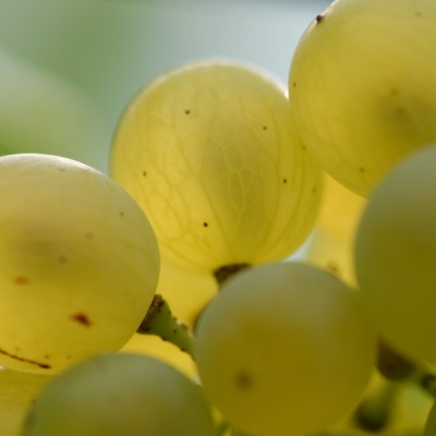 Mueller-Thurgau Beeren nah w